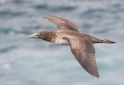 090 Blue-footed booby 08